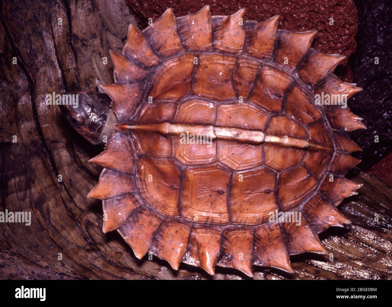 spiny turtle (Heosemys spinosa) Stock Photo
