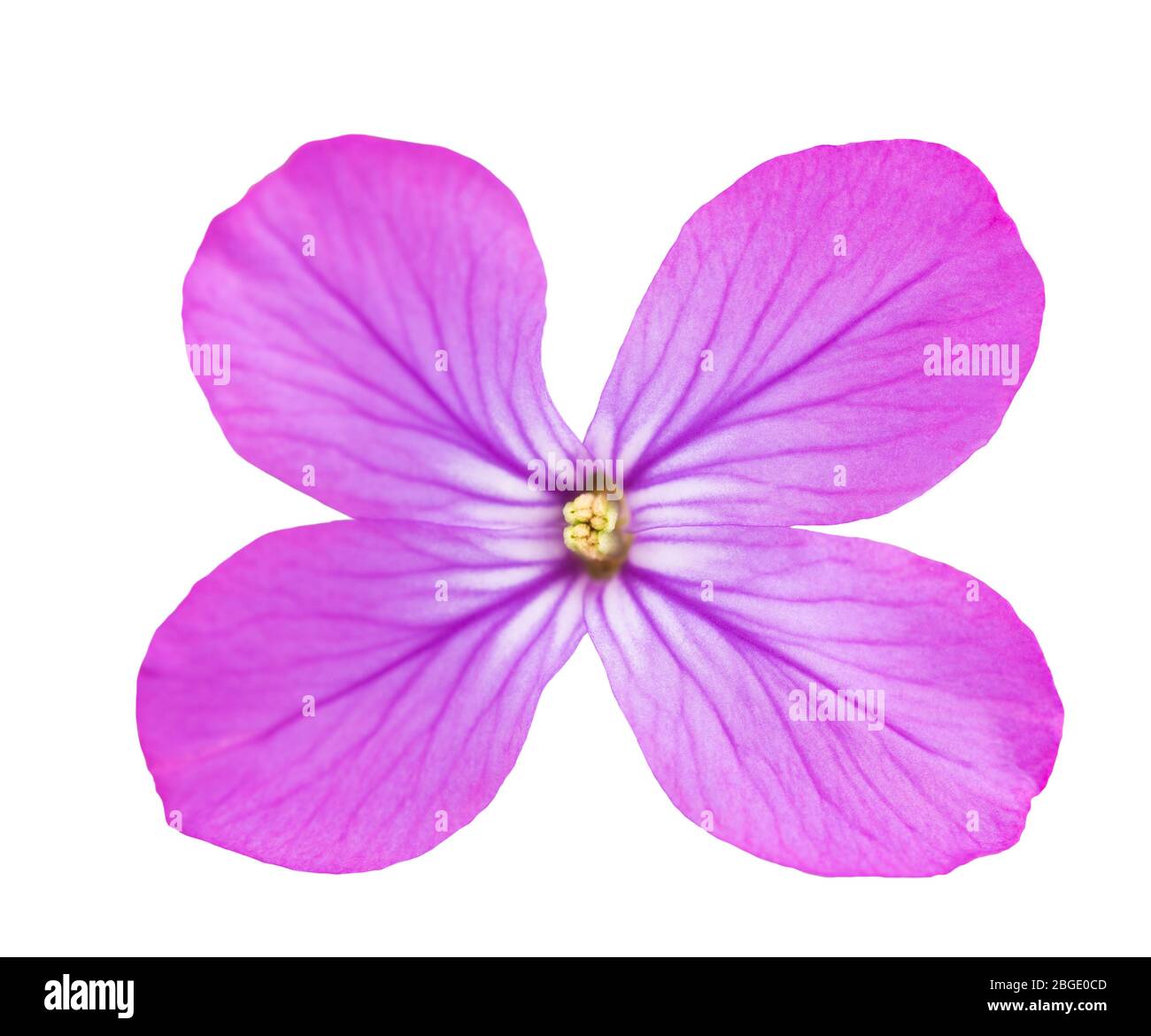 Annual honesty flower isolated on white background Stock Photo Alamy