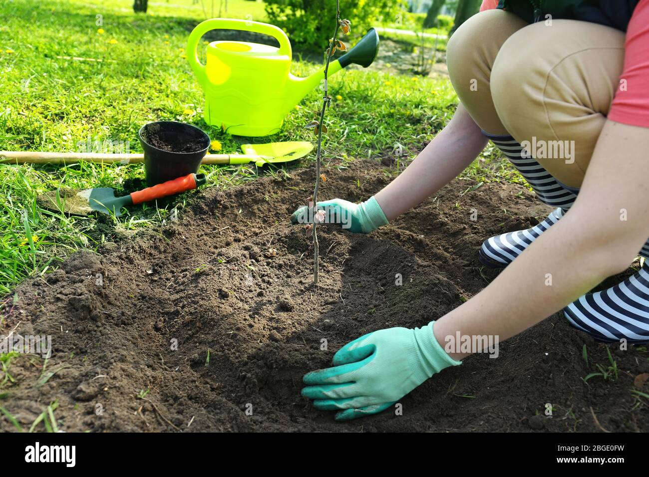 Gardener planting tree in spring Stock Photo Alamy