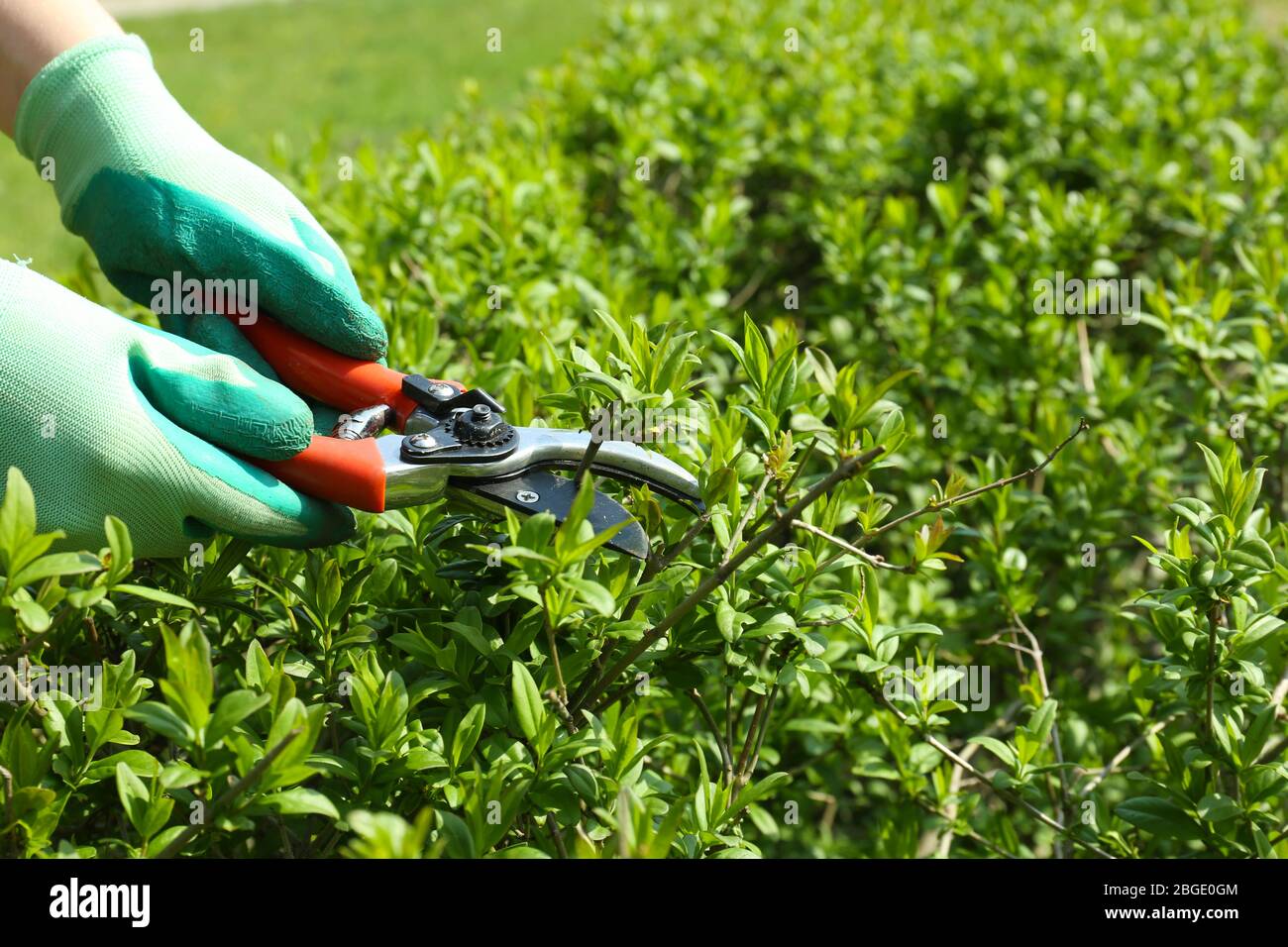 Pruning bushes in garden Stock Photo Alamy