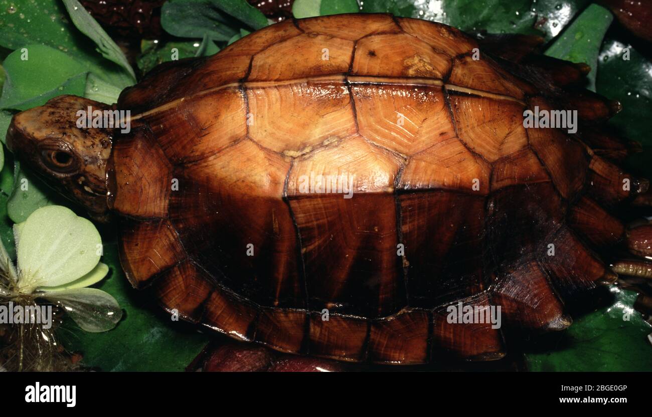 Keeled box turtle, Cuora (Pyxidea) mouhotii Stock Photo