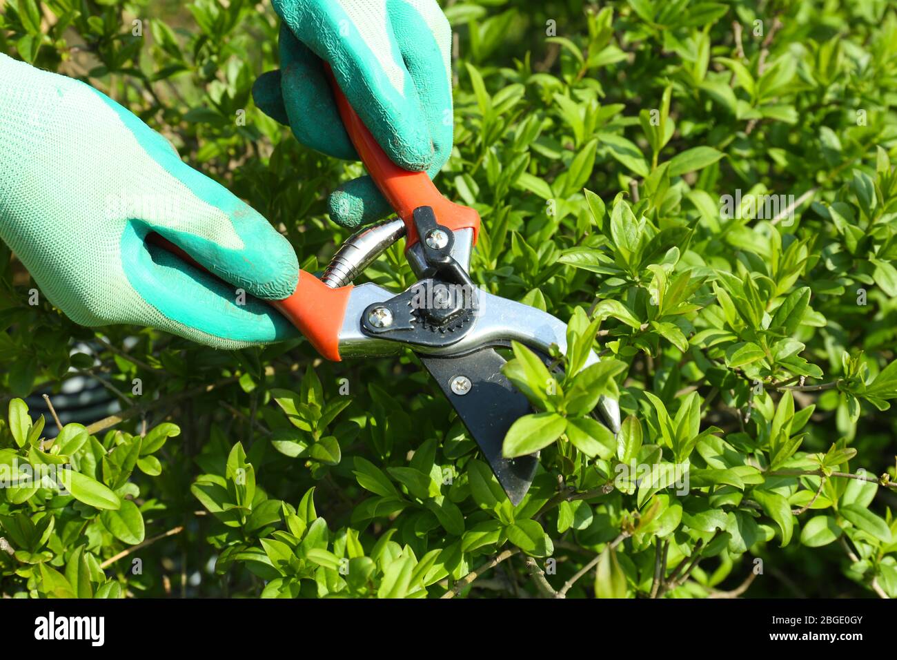 Pruning bushes in garden Stock Photo Alamy