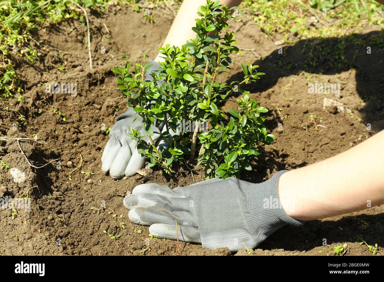 Gardener planting tree in spring Stock Photo Alamy
