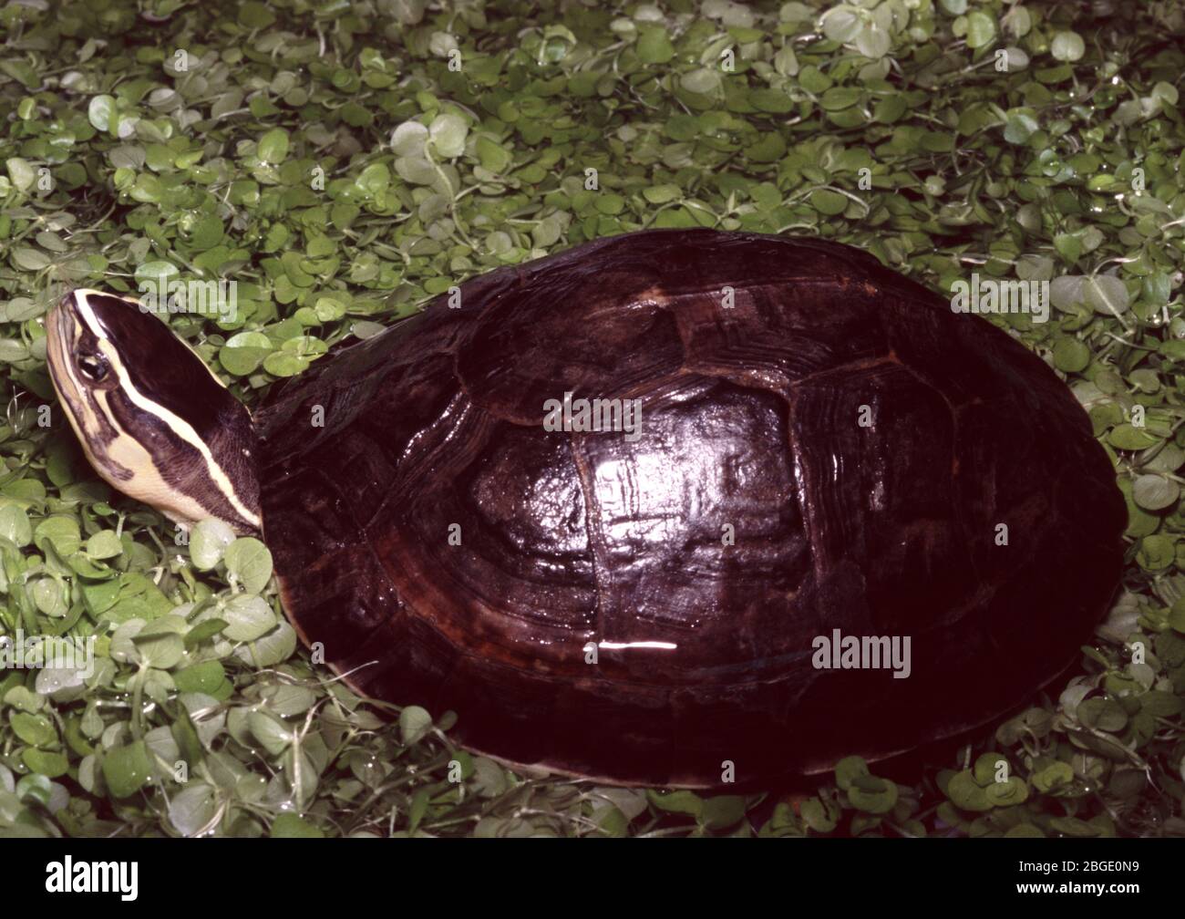 Amboina or Southeast asian box turtle, Cuora amboinensis Stock Photo