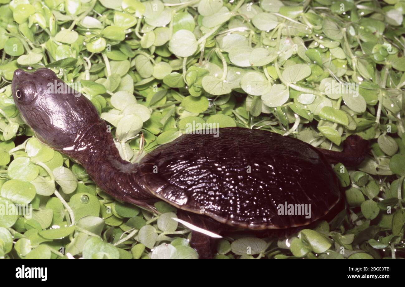 Siebenrock’s Snake-necked Turtle, Chelodina rugosa siebenrocki Stock Photo
