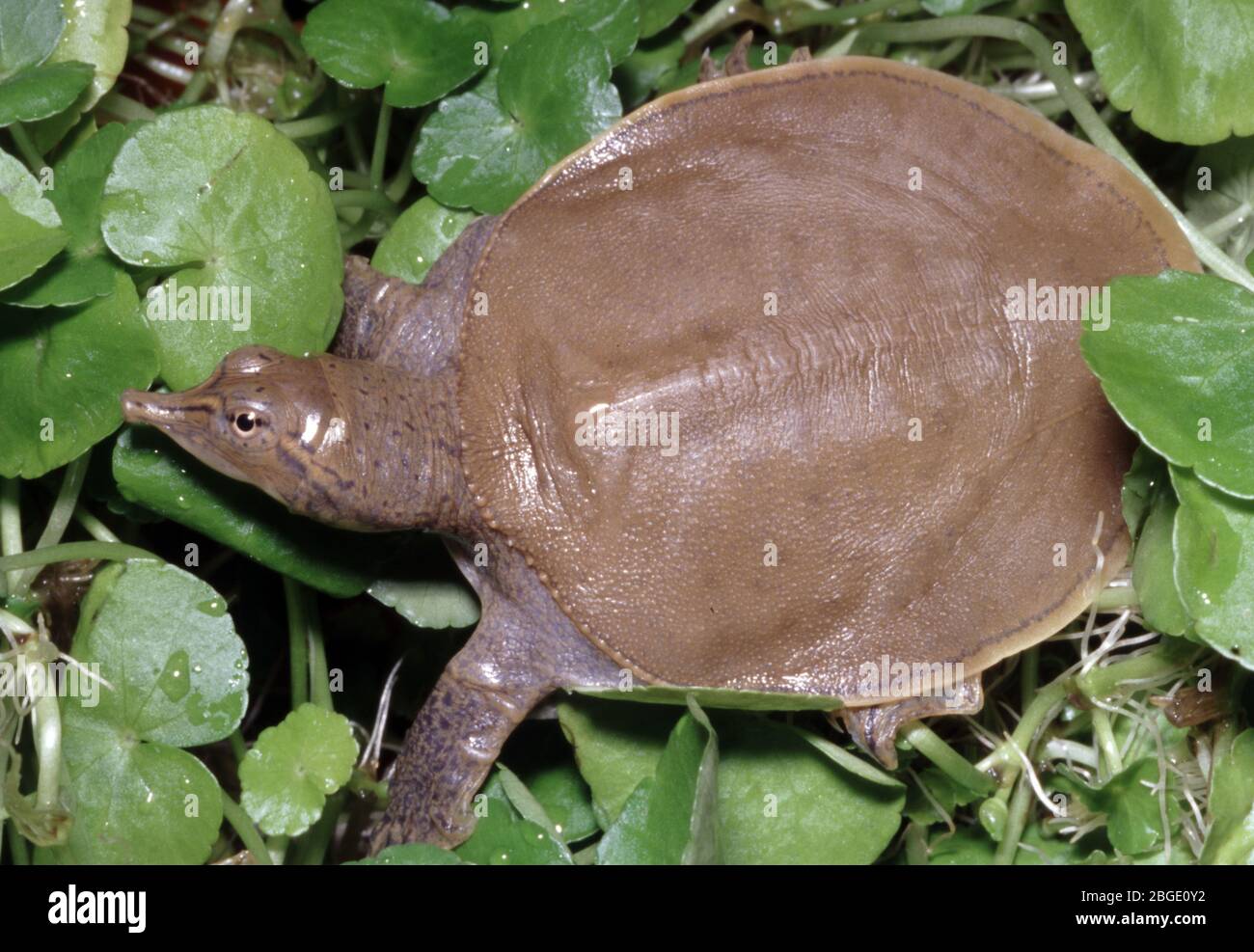 Spiny softshell turtle, Apalone spinifera Stock Photo