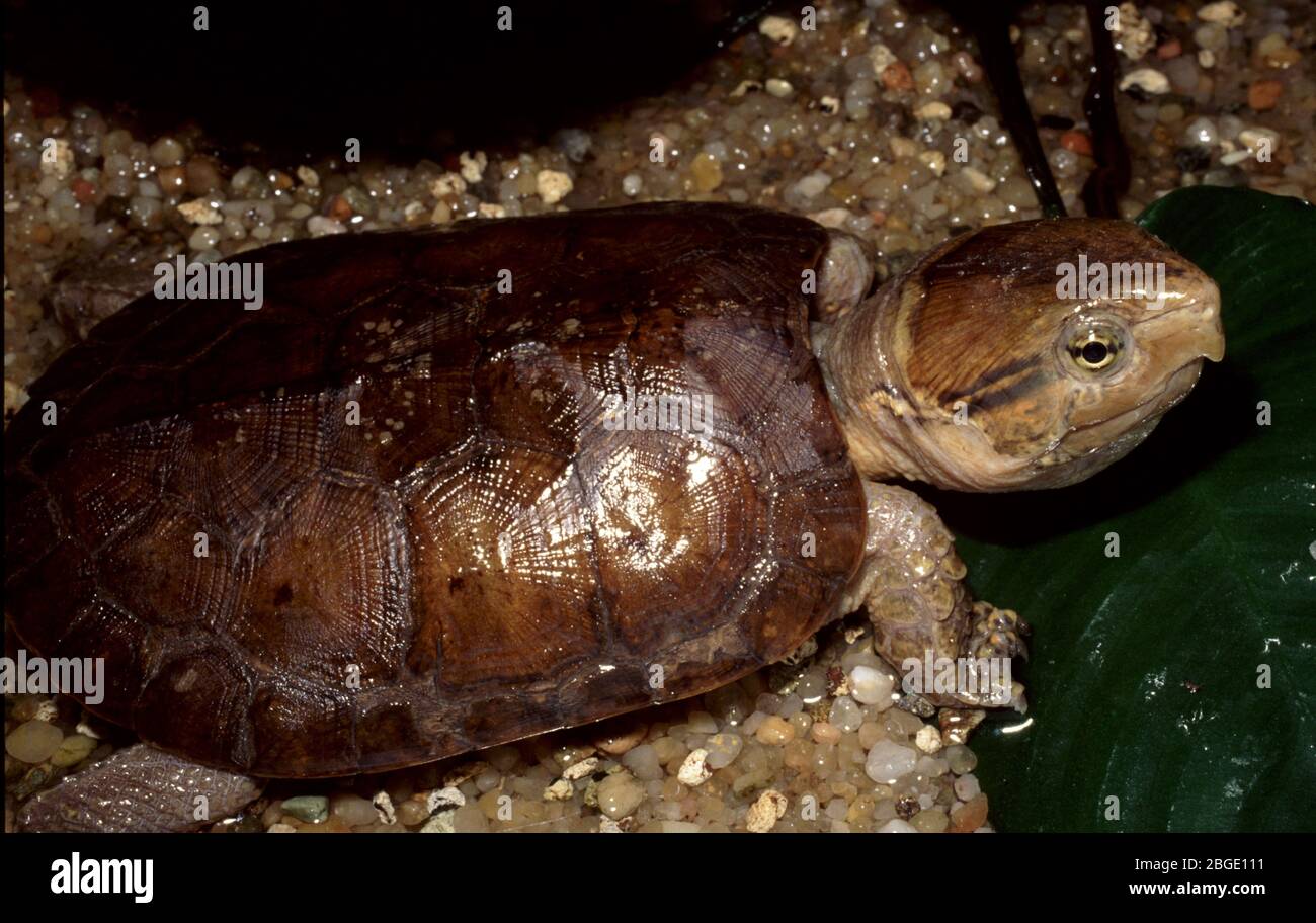 Big headed amazon river turtle hi-res stock photography and images - Alamy