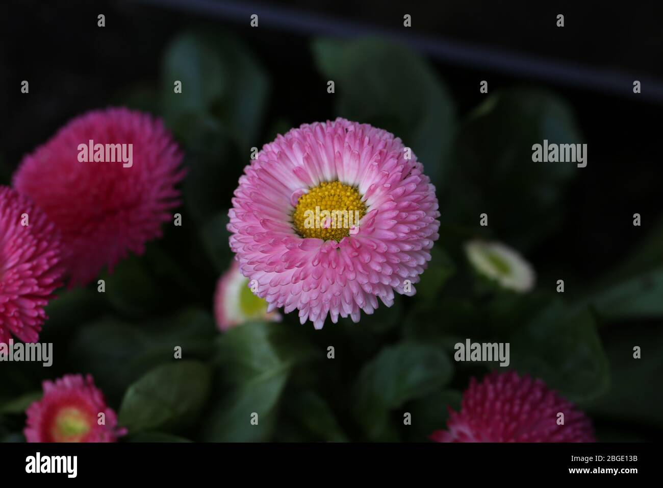 Bright Asters Flowers On Blur Green Background Stock Photo Alamy