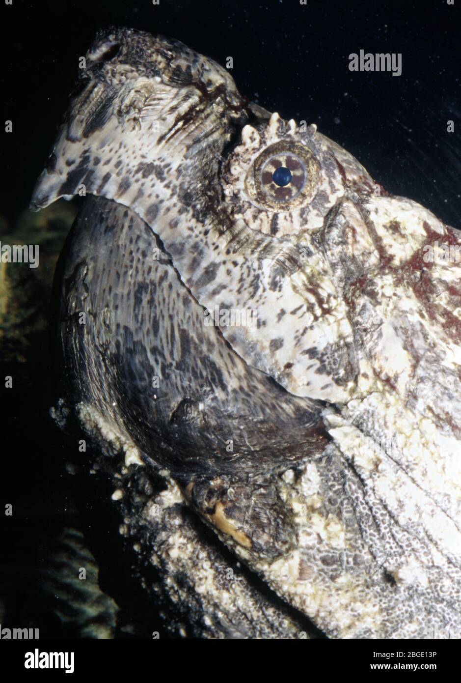 Snapping turtle egg hi-res stock photography and images - Alamy