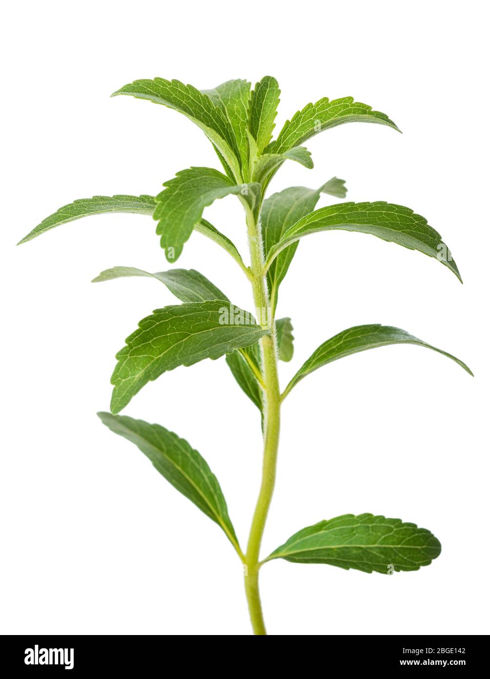 Stevia rebaudiana branch isolated on white background Stock Photo Alamy