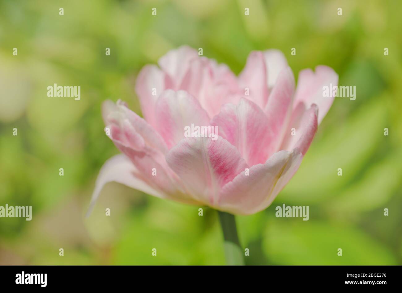 Double pink peony tulip in garden. Beautiful double pink tulip Mariage ...