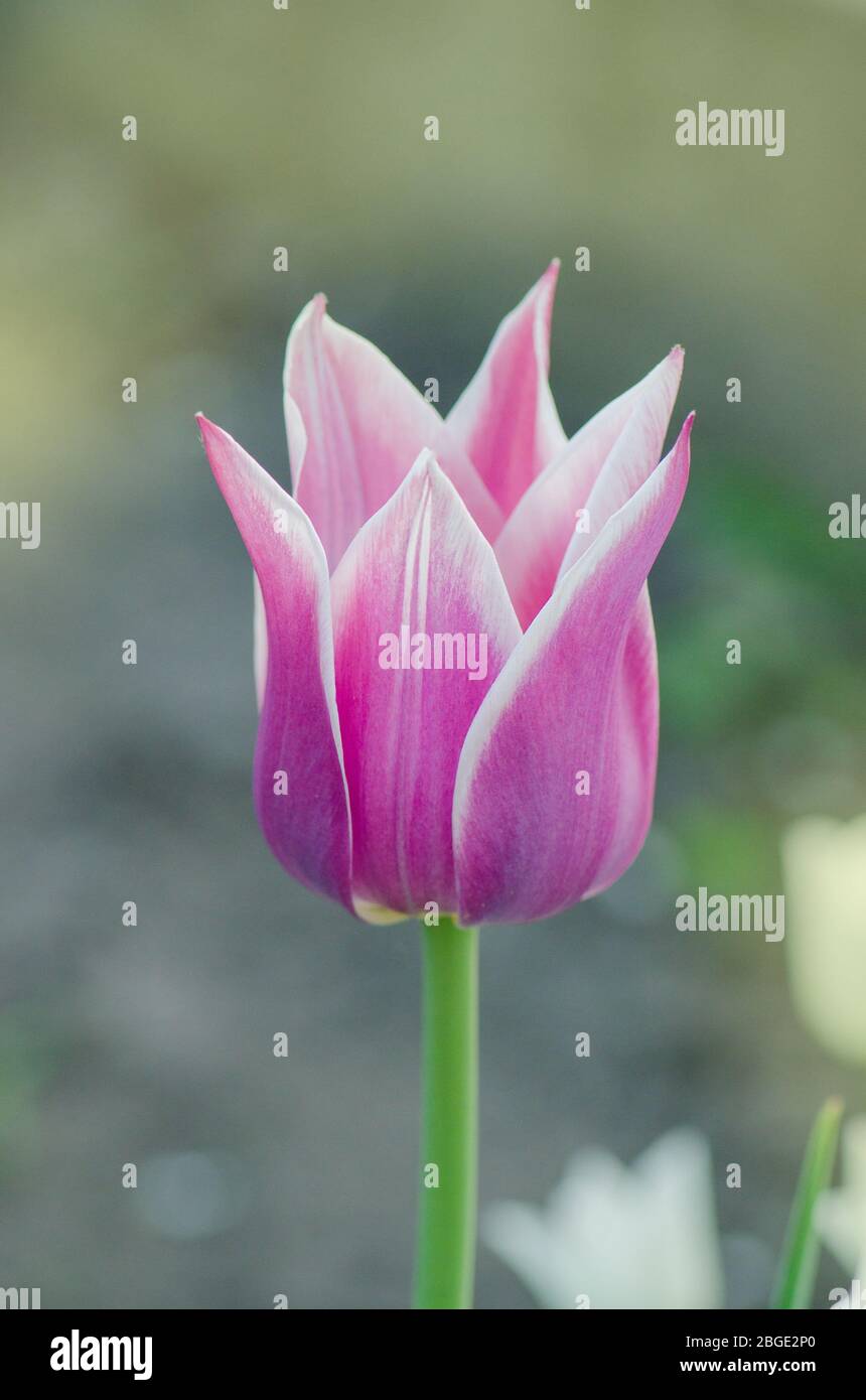 Tulip variety Ballade. Tulip  flower in garden. Stock Photo