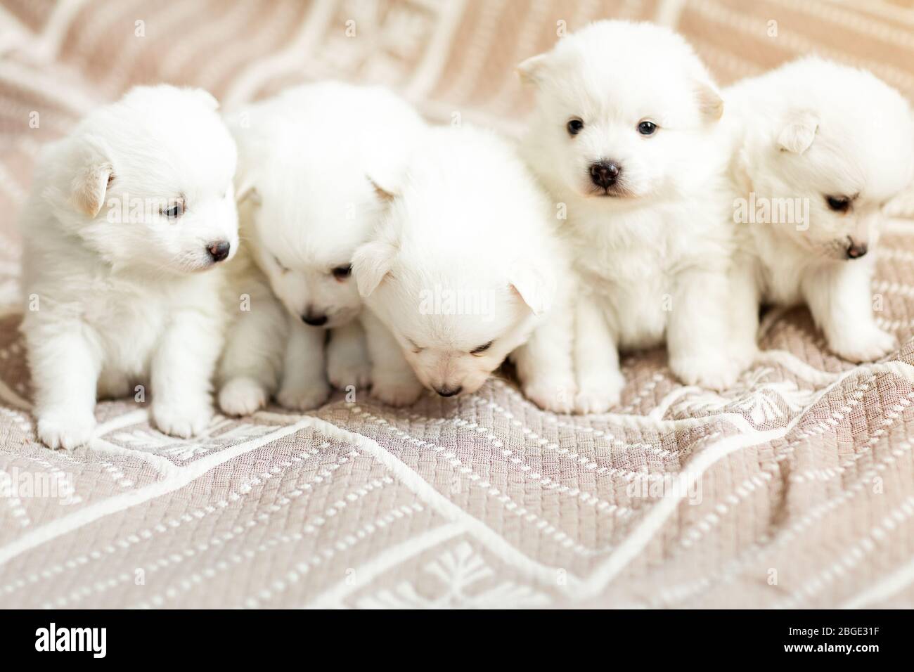 Cute adorable fluffy white spitz dog puppies on the blanket. Best pet  friend for kids Stock Photo - Alamy