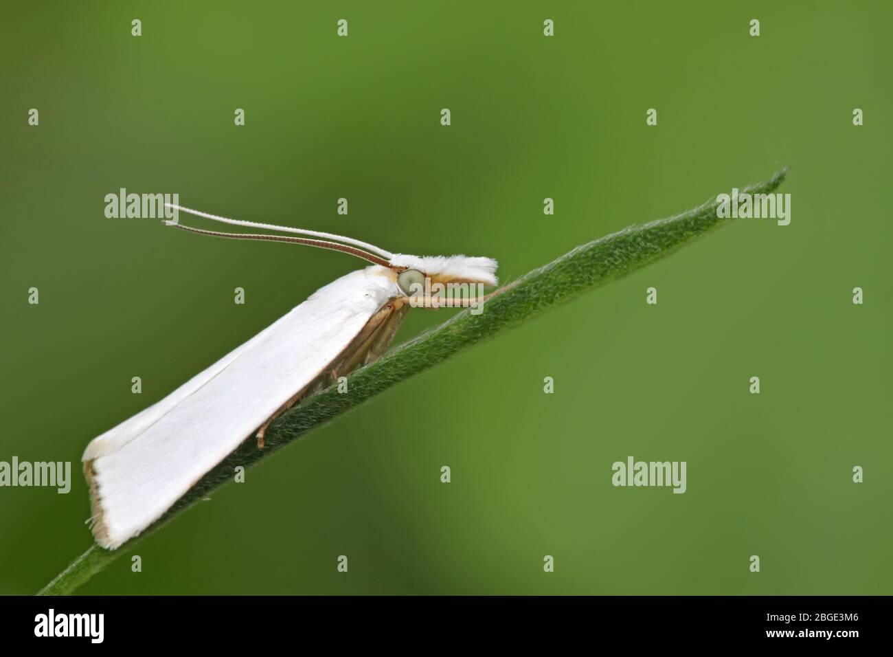 white moths insects on a green leaf, take photos in the wild natural ...