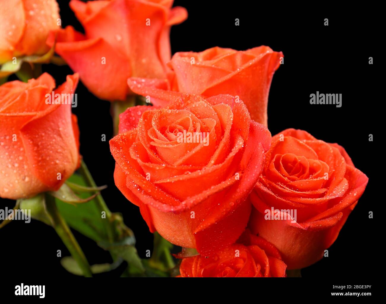 Bouquet of beautiful roses on black background Stock Photo - Alamy
