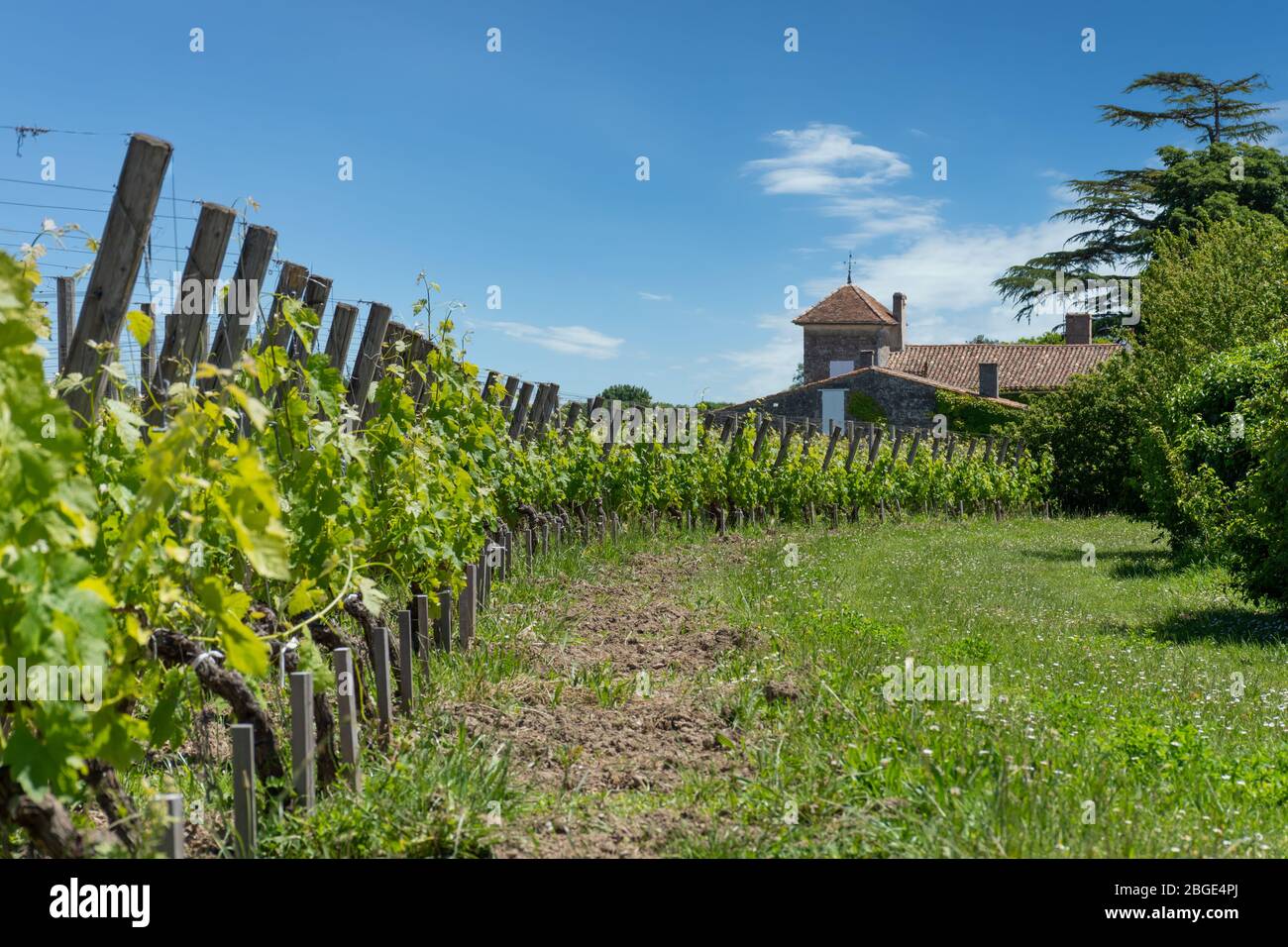 Saint-Emilion (Gironde, France), the vineyards Stock Photo