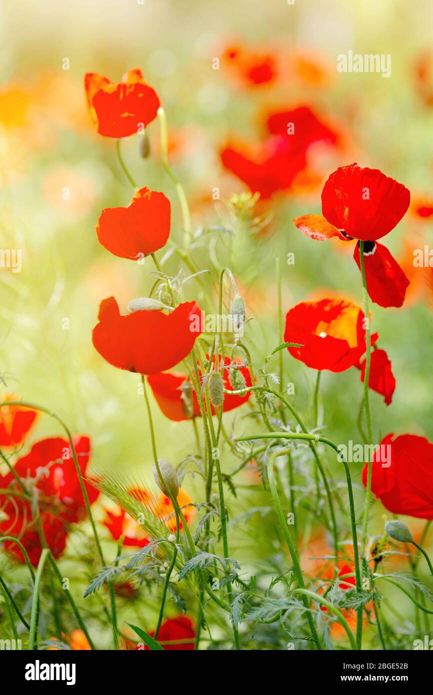 Red Poppy is isolated on a green background Stock Photo - Alamy