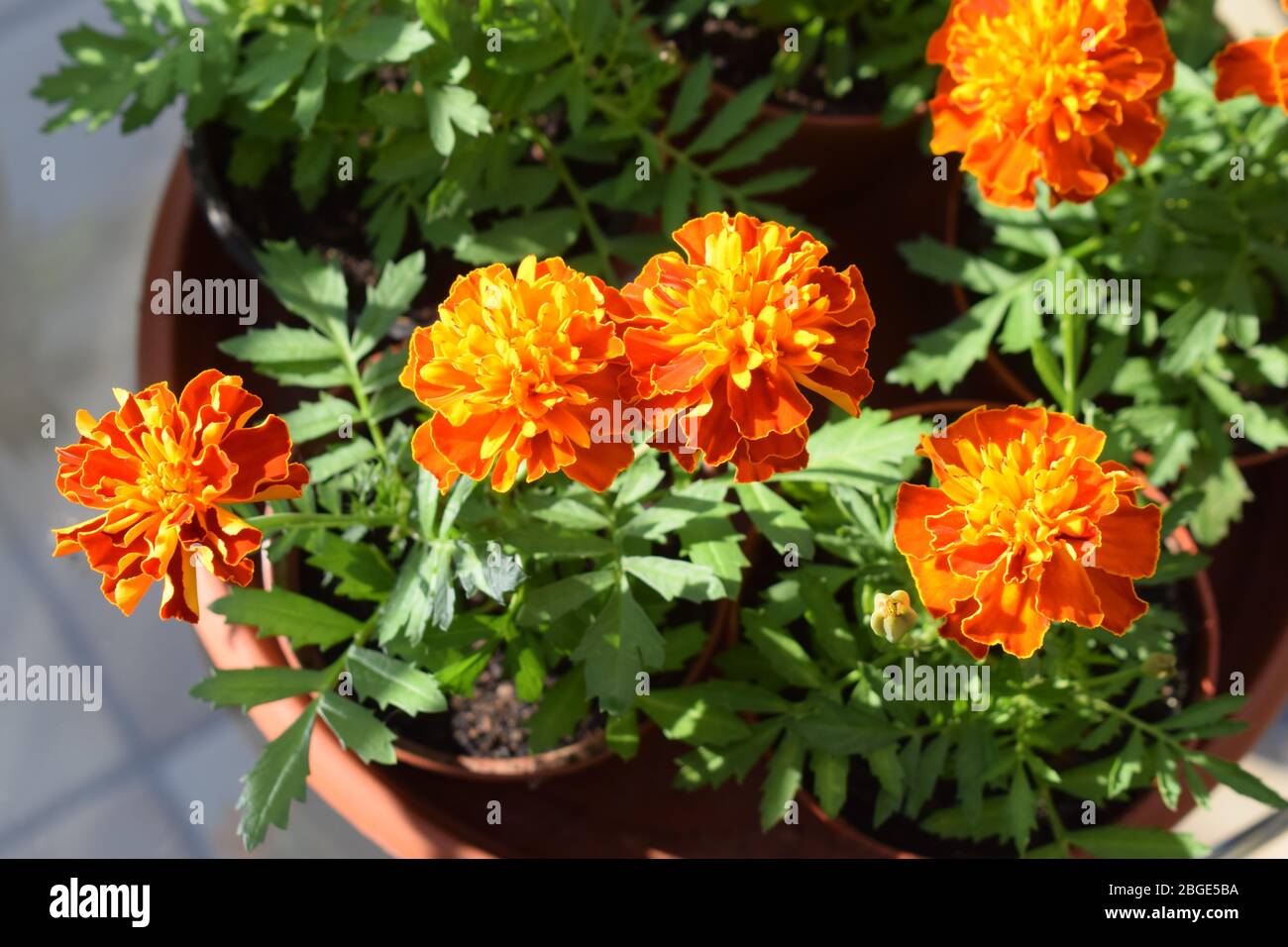 blooming Tagetes in spring 2020 Stock Photo