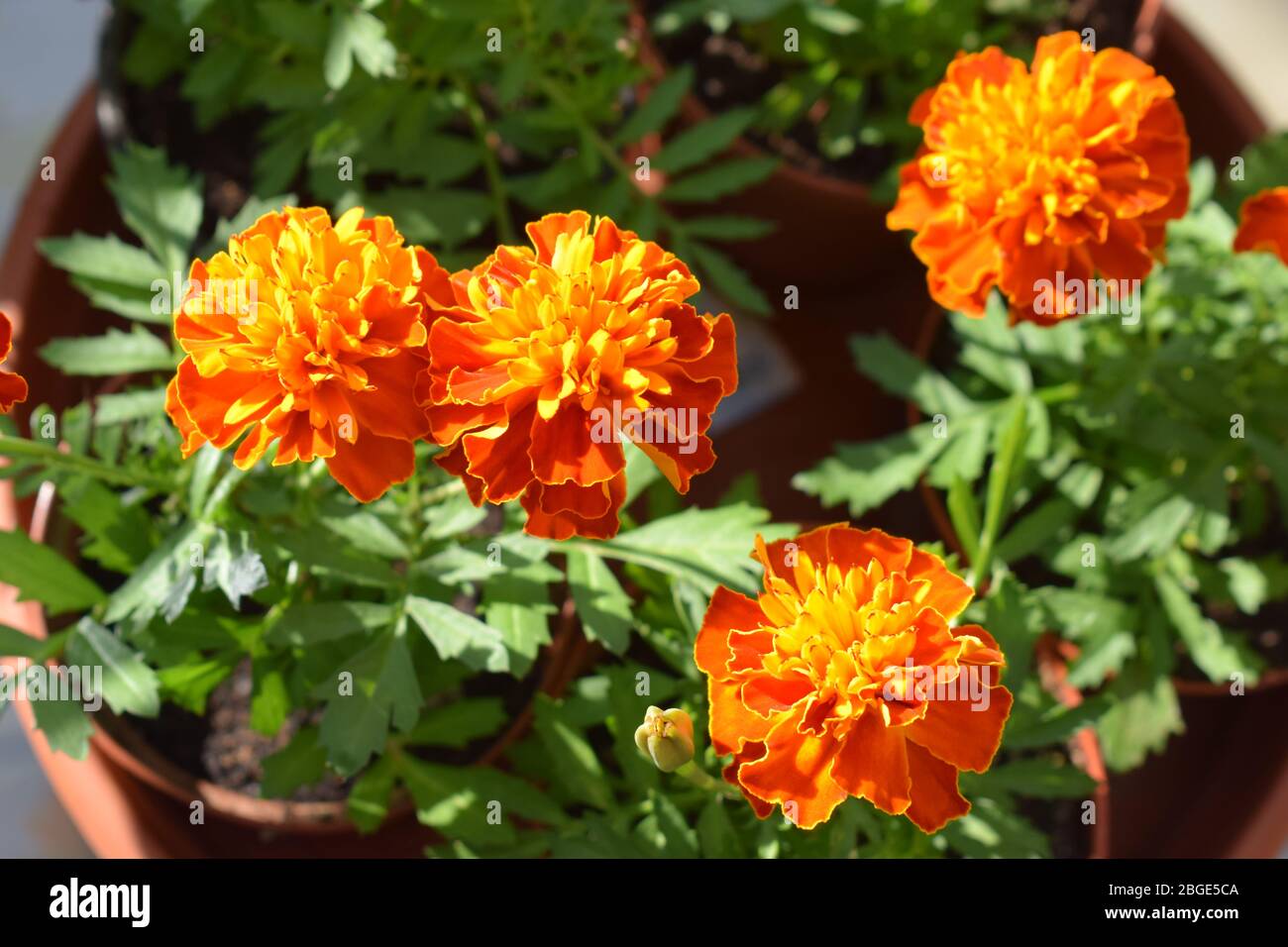 blooming Tagetes in spring 2020 Stock Photo