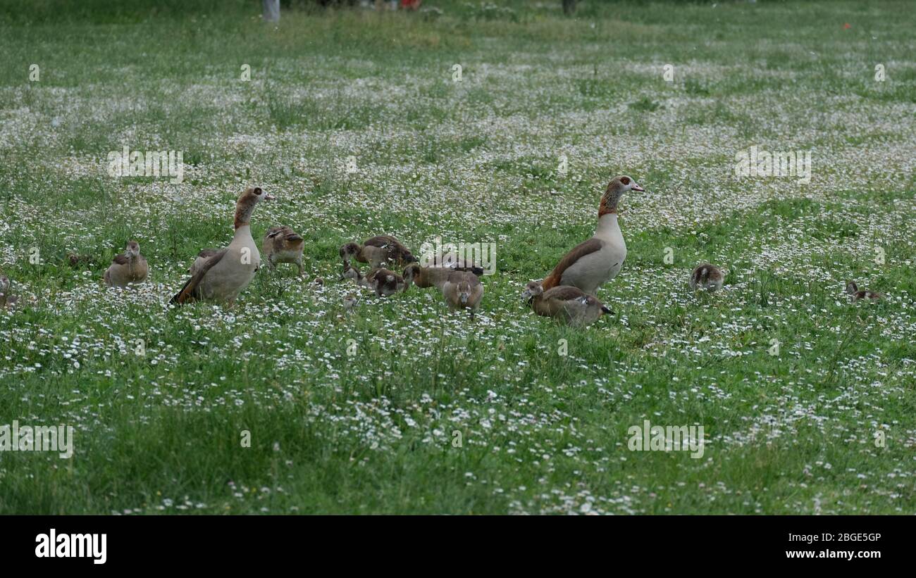 Family of Egyptian Geese in Meadow Stock Photo