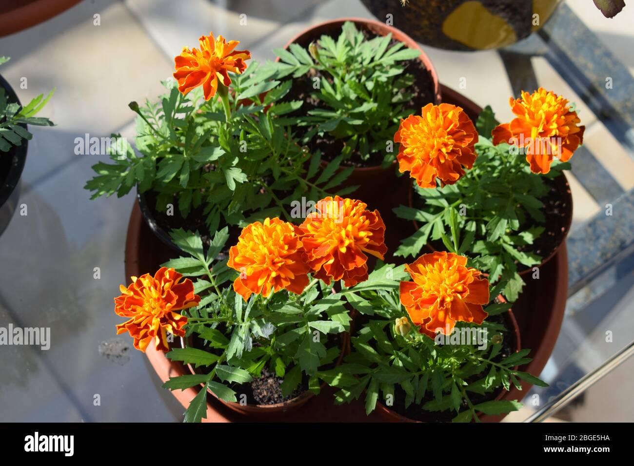 blooming Tagetes in spring 2020 Stock Photo