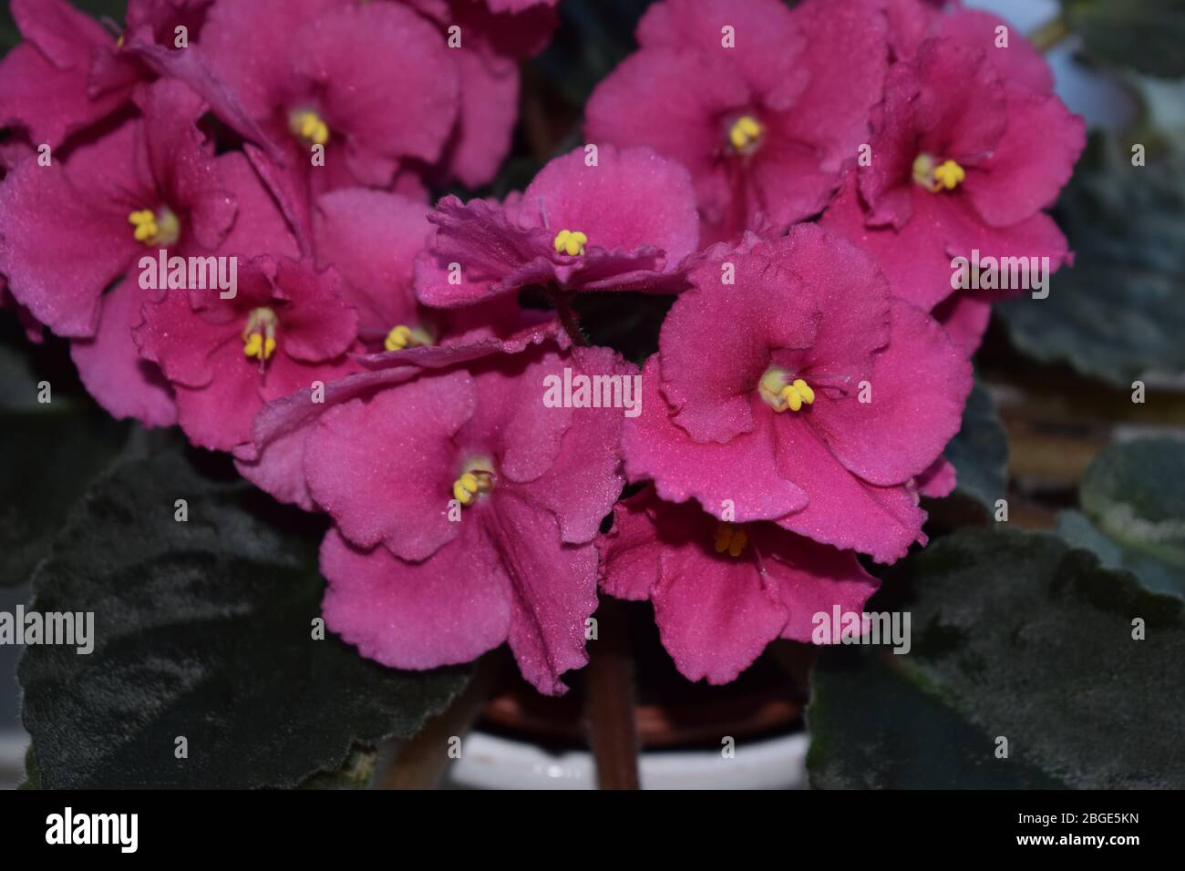 Usambaraveilchen High Resolution Stock Photography And Images Alamy