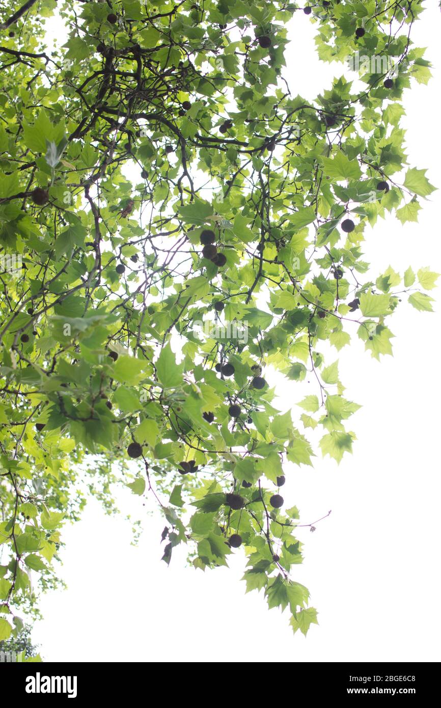 London plane tree spring foliage with seeds hanging from branches against white background Stock Photo