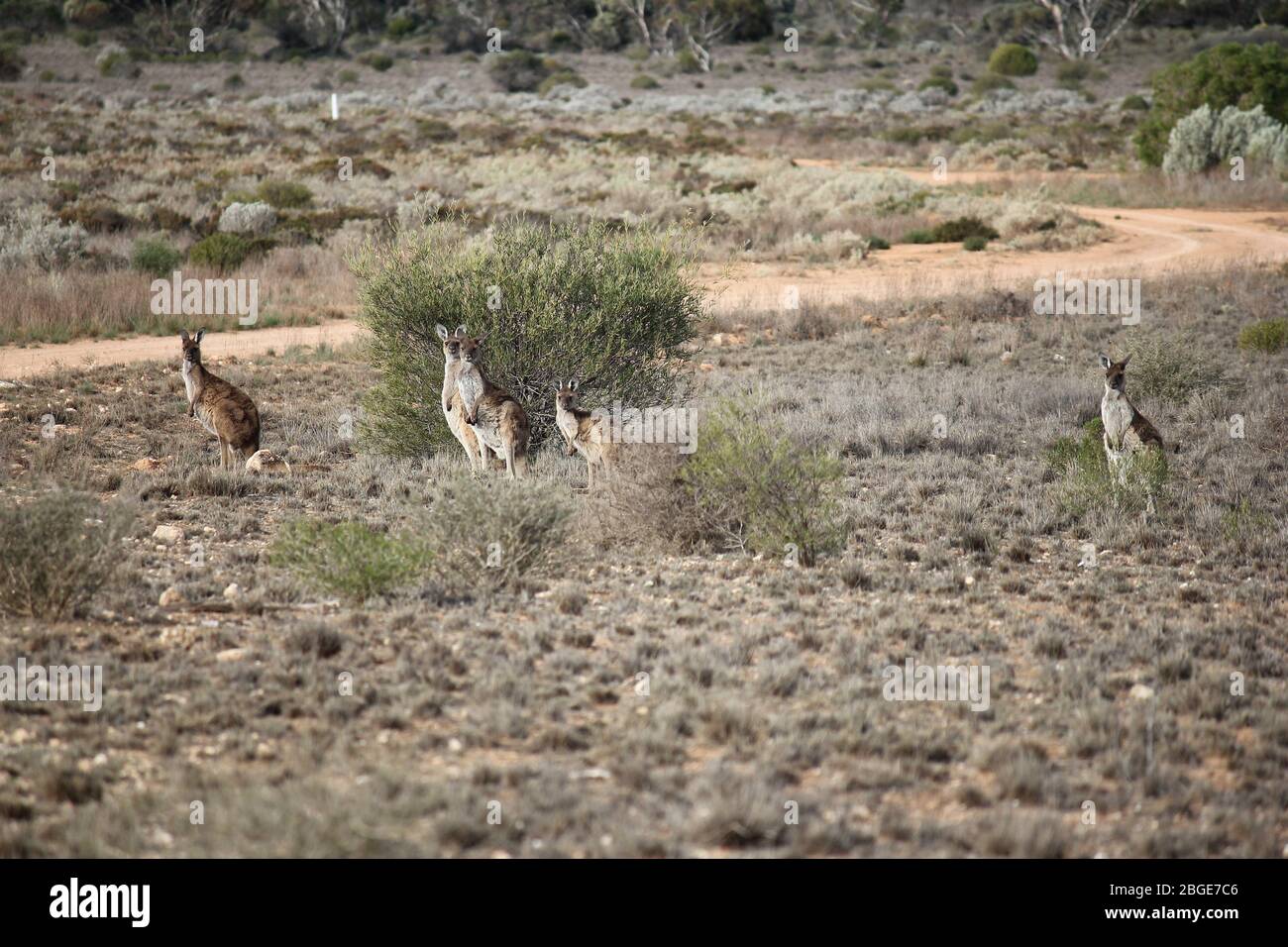 Kangaroos on plain hi-res stock photography and images - Alamy
