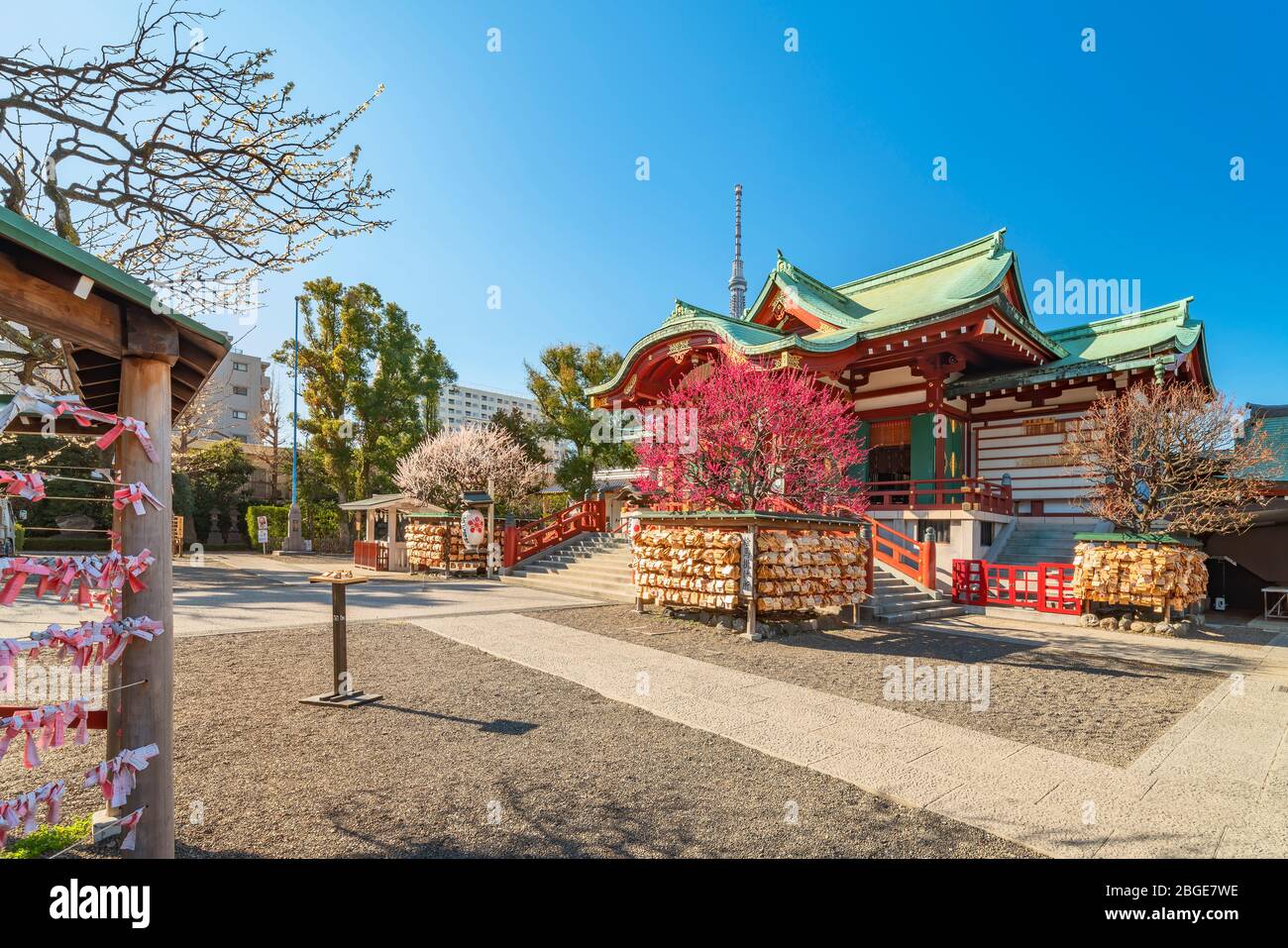 tokyo, japan - march 08 2020: Kameido Tenjin shrine dedicated to Sugawara no Michizane during the plum festival with the Tokyo Skytree tower in the ba Stock Photo