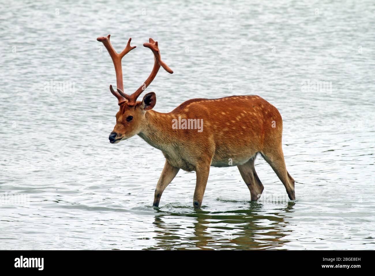 Axis Deer - aka Chital and Spotted Deer (Axis axis) walking through lake. Captive animal. Stock Photo