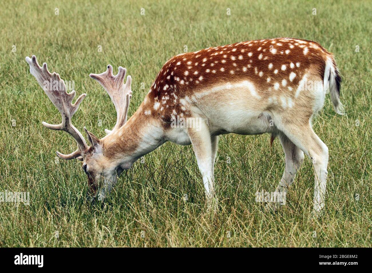 Fallow Deer (Dama dama) - buck feeding on grass.. Stock Photo