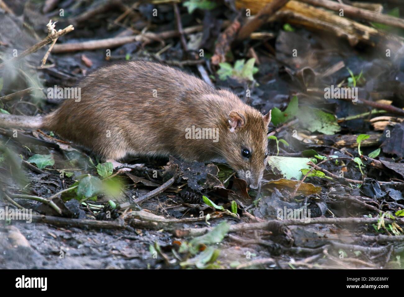 Brown rat (Rattus norvegicus) foraging on ground. Stock Photo