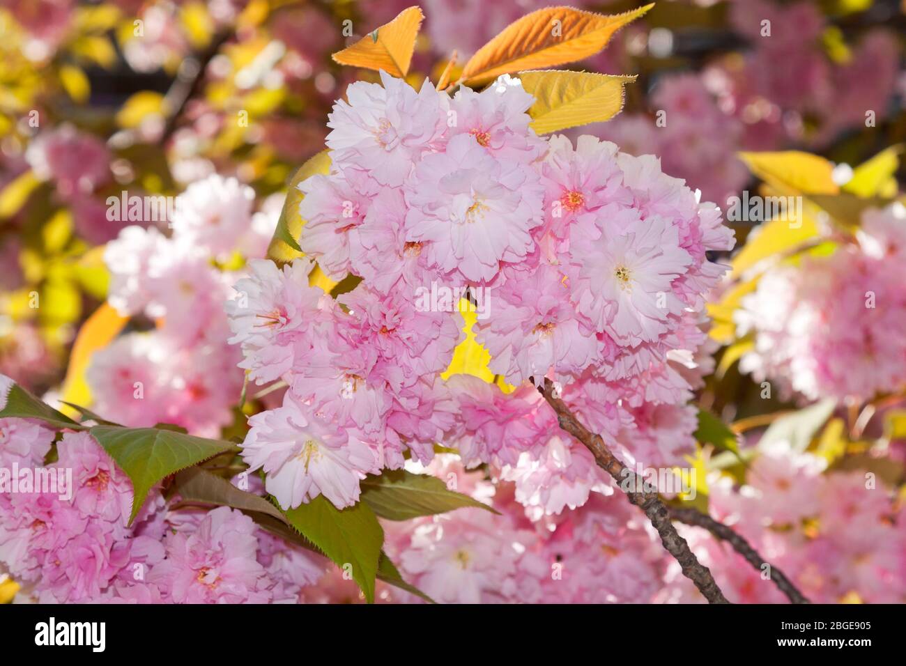 Cherry blossoms in Japan Stock Photo - Alamy