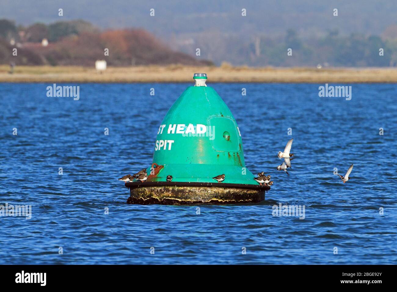East Head Spit Buoy in the Chichester Channel, West Sussex, England. This buoy is used as a starboard safe passage marker. It's also a resting place f Stock Photo