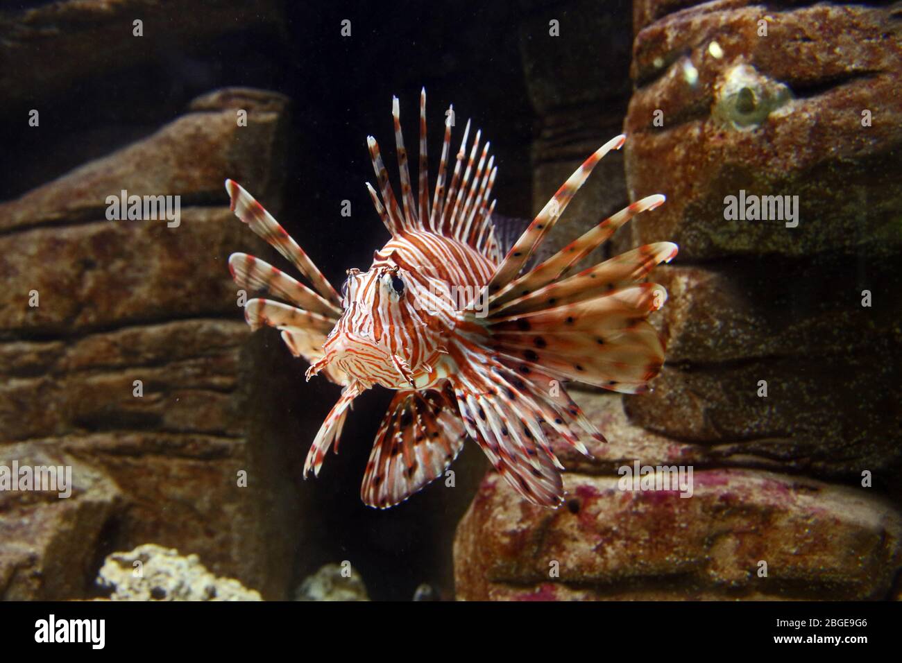 Lionfish (Pterois) - captive animal in aquarium. Good to eat, but spines are venomous. Aka TurkeyFish. Butterfly Cod. Feather Fins. Stock Photo