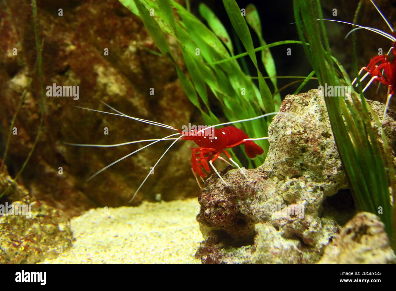 Fire Shrimp (Lysmata debelius) - captive animal in aquarium. Stock Photo