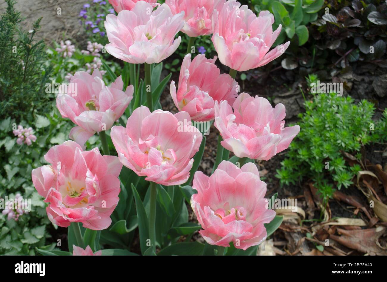 Double pink peony tulip in garden. Beautiful double pink tulip. Flower farming concept Stock Photo