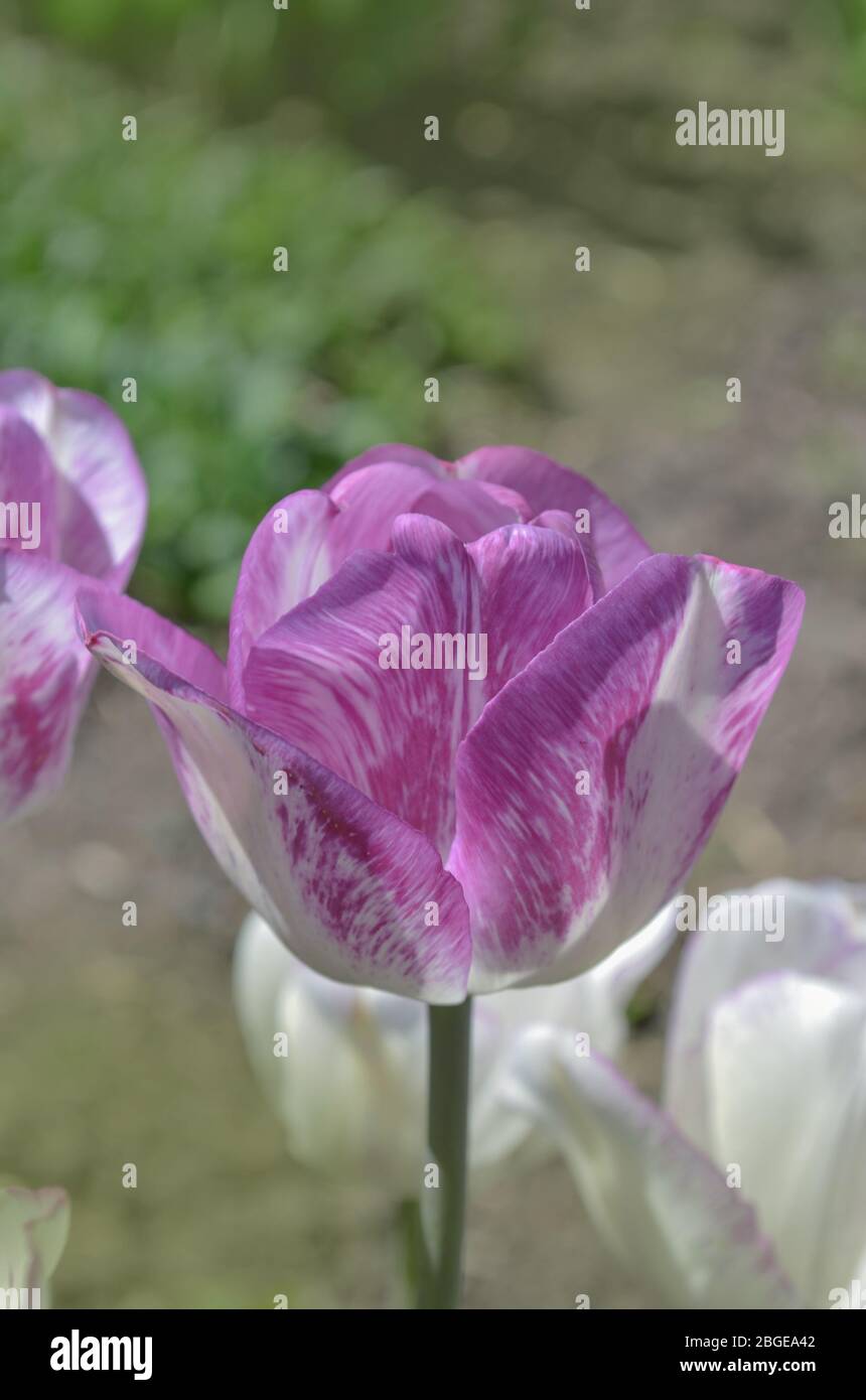 Variety of tulips in white  purple and lilac stripes. White tulip with purple stripes Shirley Stock Photo