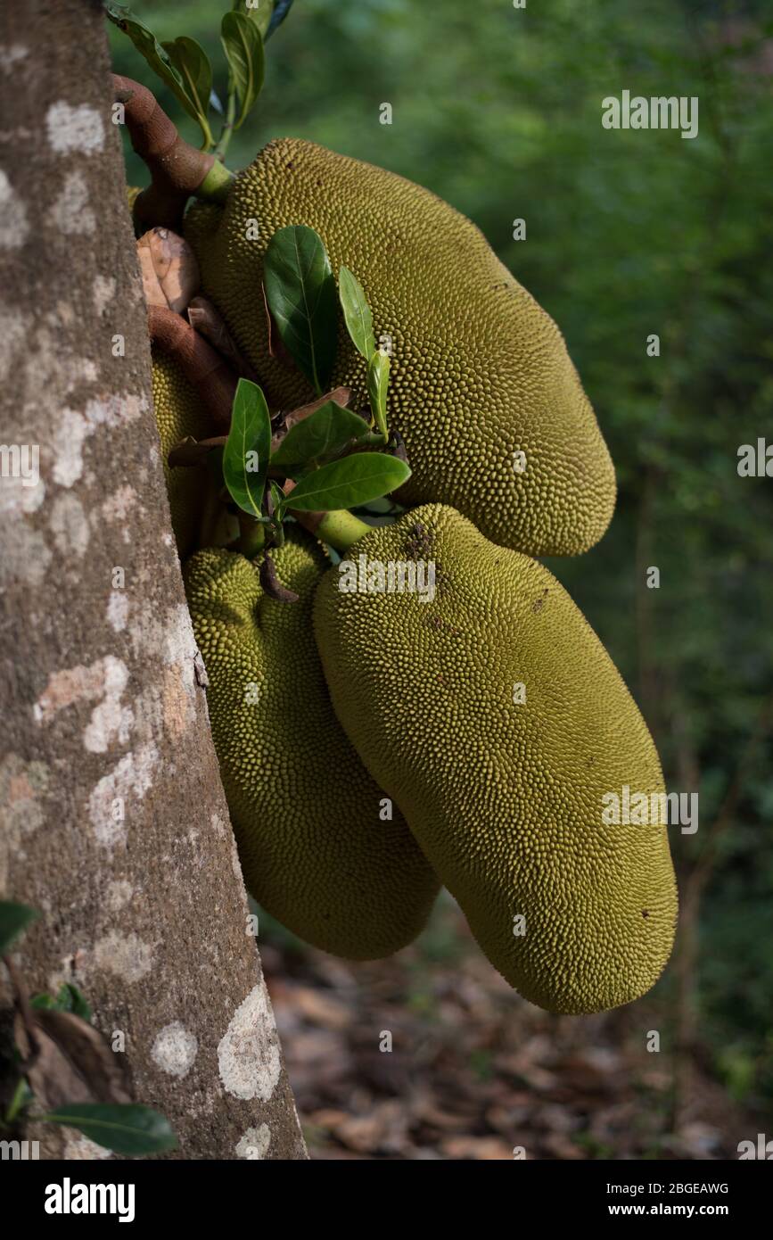 Medium closeup of jackfruits in a tree Stock Photo