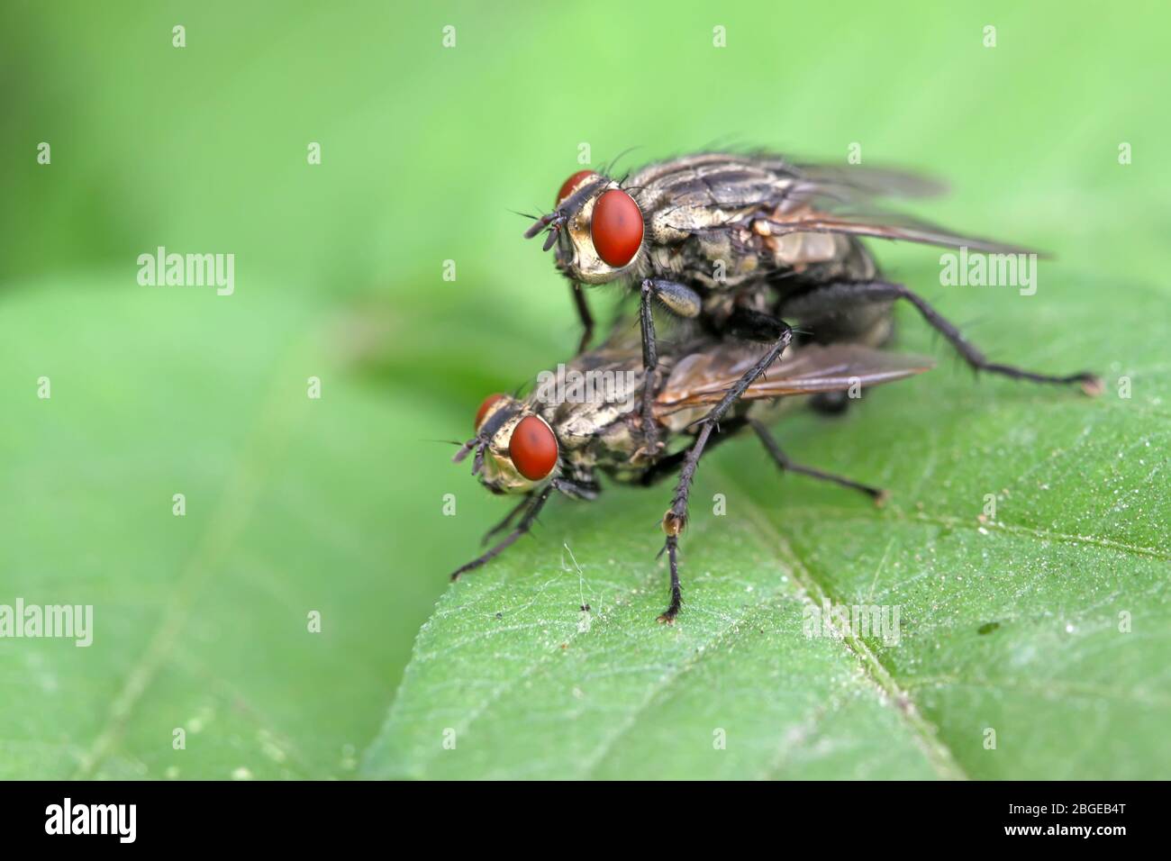 two muscidae insects mating on the green leaf, in the natural wild ...