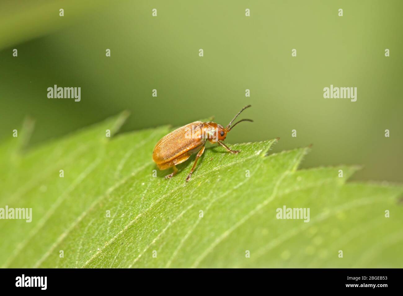 Map of beetles hi-res stock photography and images - Alamy