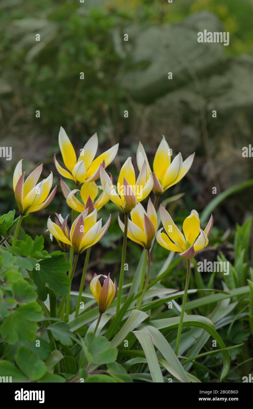 Tulipa Tarda Growing In Garden Tulip Tarda Flower Diminutive Tulip Tarda Stock Photo Alamy