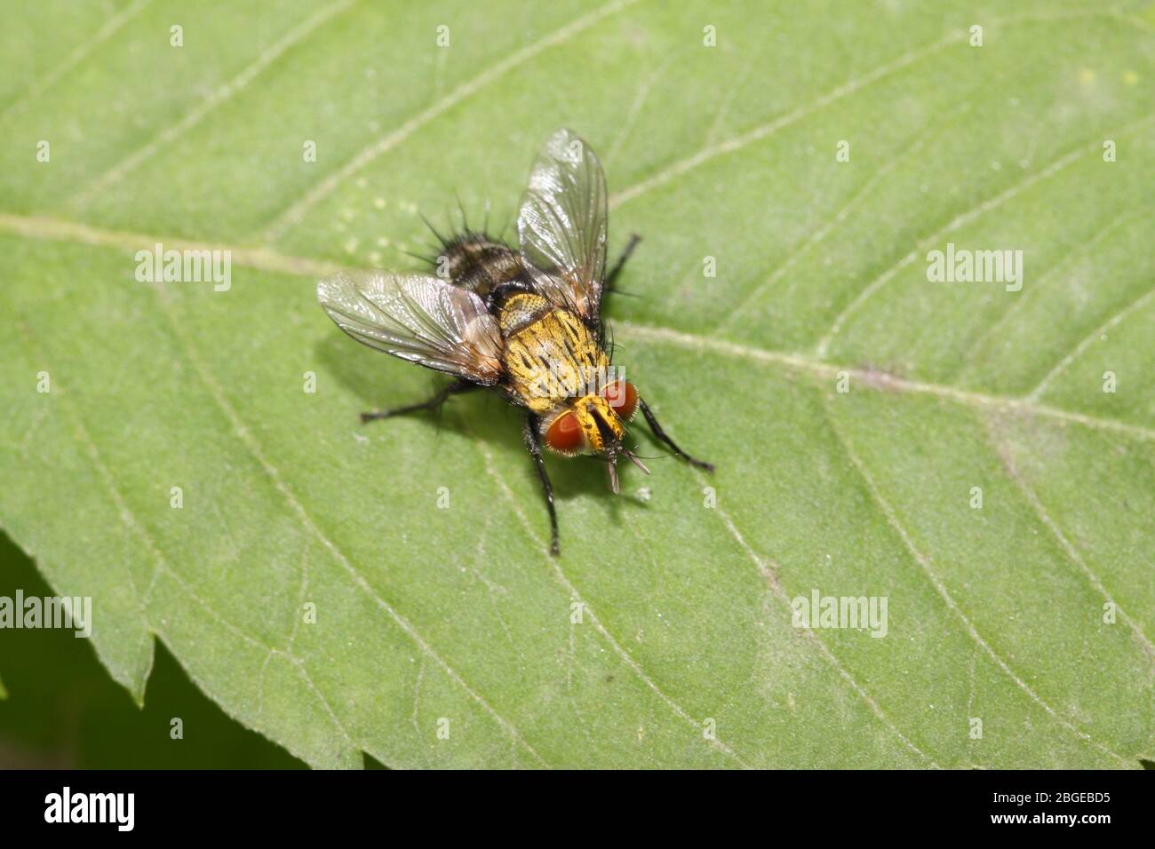 a kind of muscidae insects on a green leaf, in the natural wild state ...