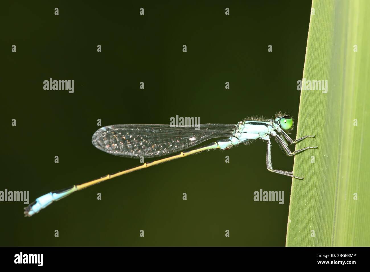 closeup of damselflies in the wild Stock Photo - Alamy