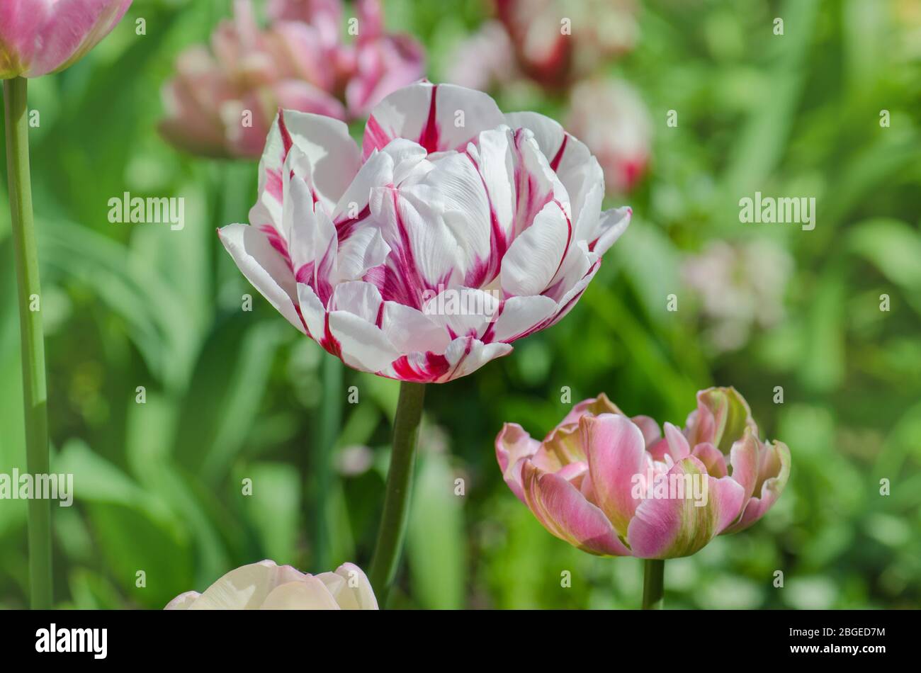 Double white tulip with red stripes. Carnaval de nice tulip Stock Photo
