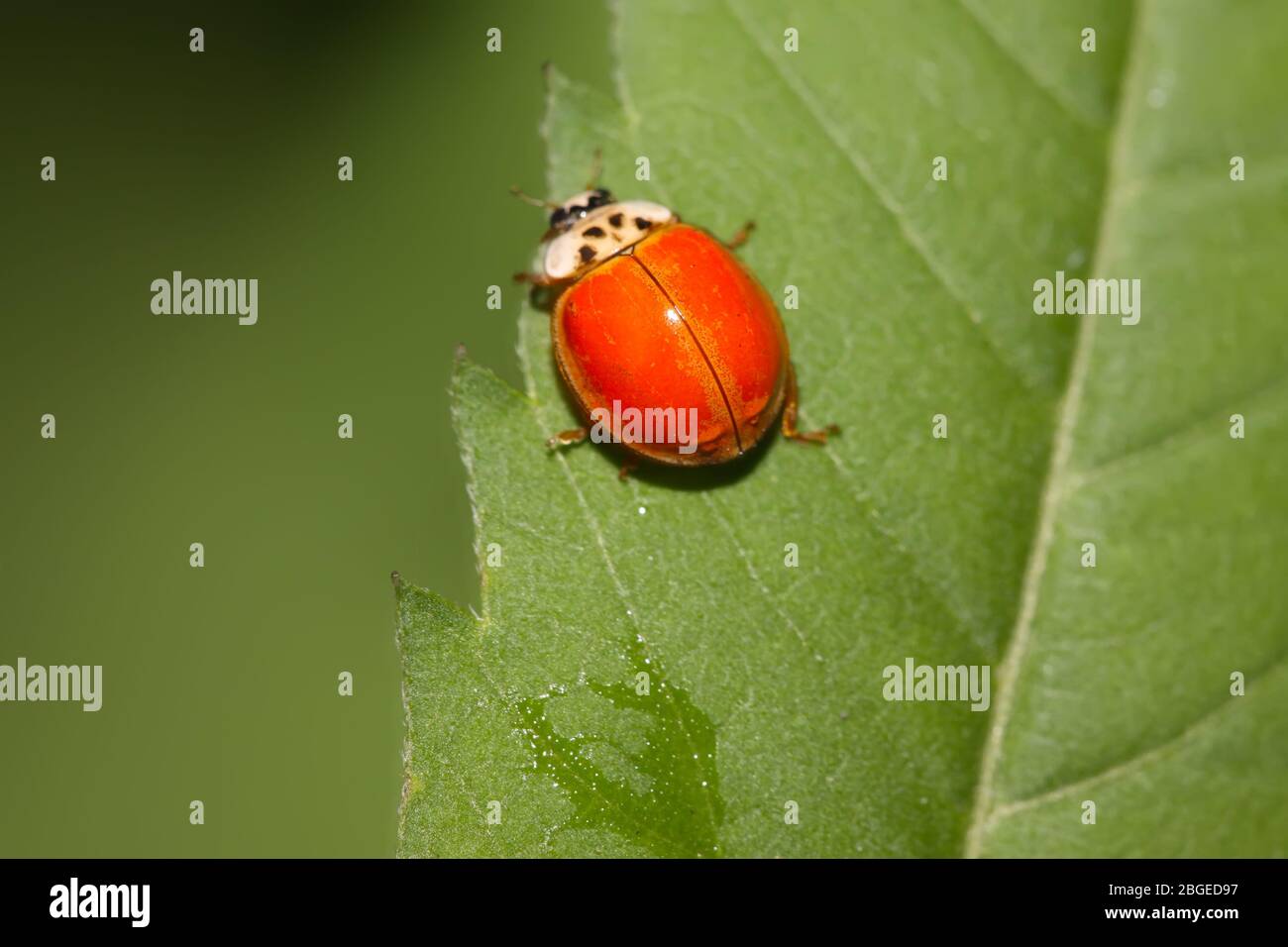 a kind of lady beetles on a white background Stock Photo - Alamy