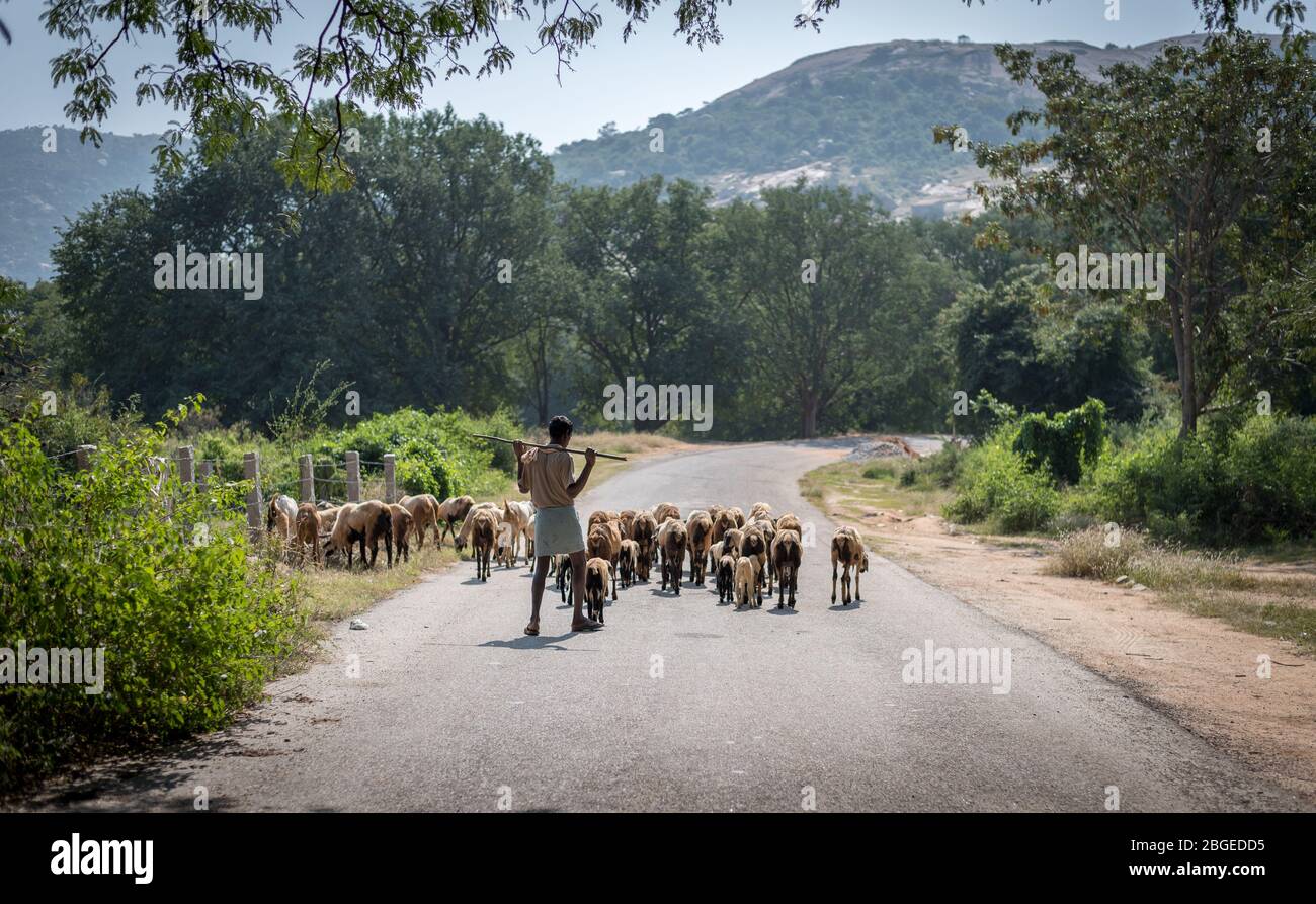 Medium wide shot of a shepherd in Horsley hills with his sheep and goat on the road Stock Photo