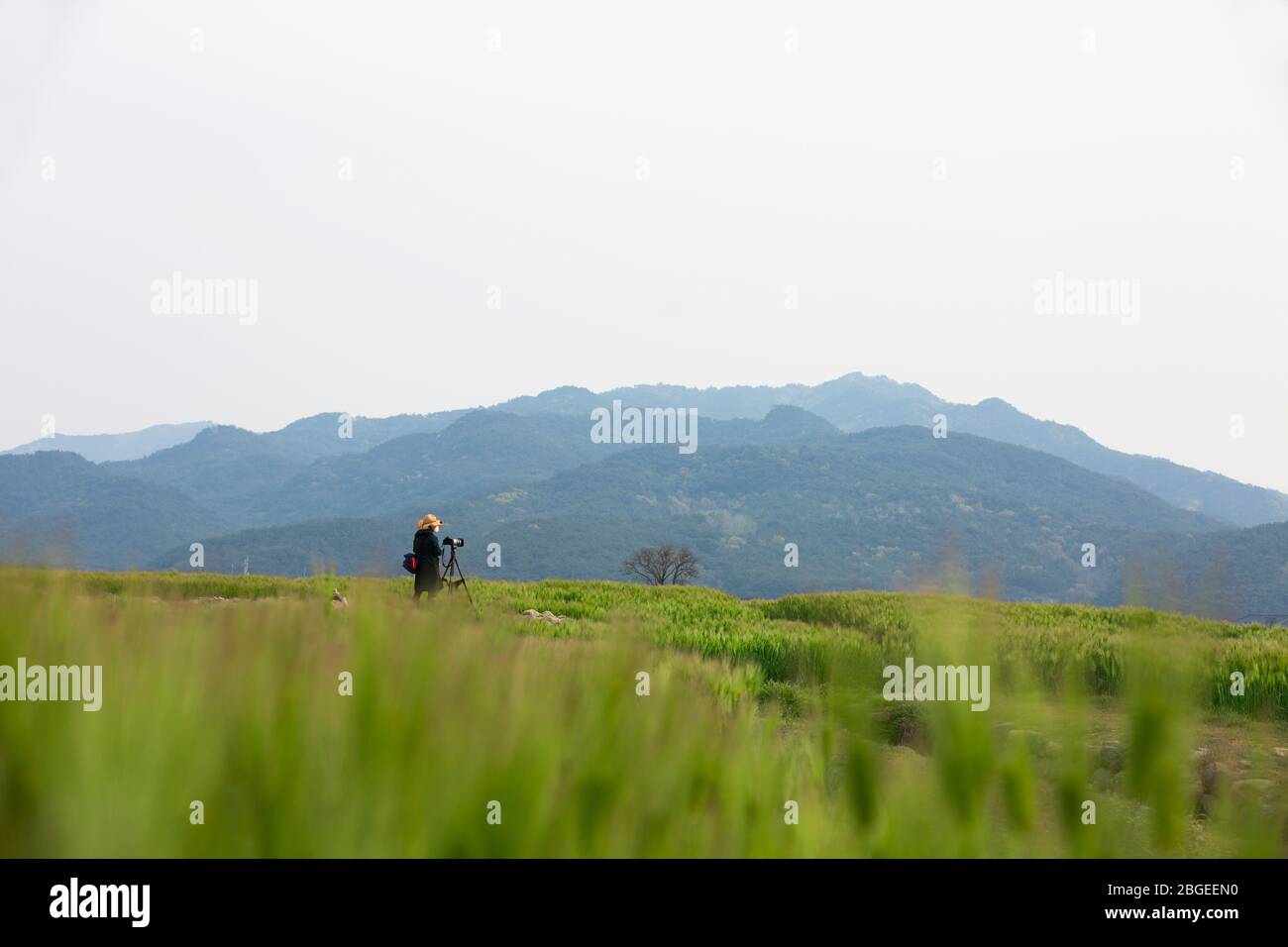 beautiful landscape with green barley field in Hwangryongsa Temple Site in Gyeongju-si, Korea- 15 Apr 2020 Stock Photo