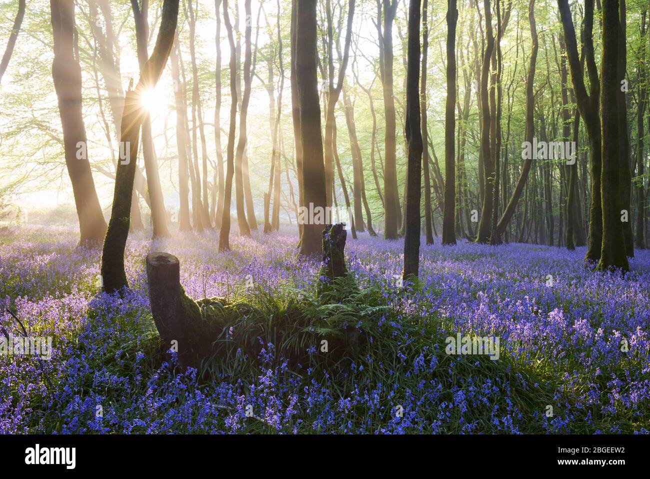 Sunlight streaming through a misty Bluebell woodland Stock Photo