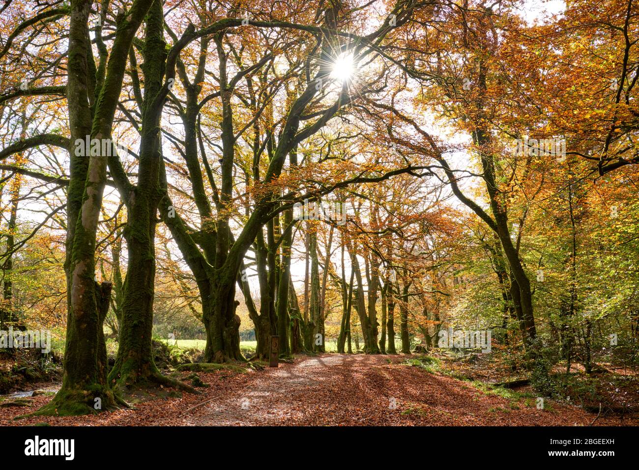 Woodland path along the riverbank at Golitha during Autumn Stock Photo